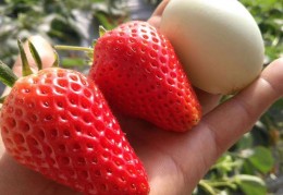 草莓视频 免费版下载安卓官方版游戏下载，草莓视频 免费版下载安卓安卓游戏下载